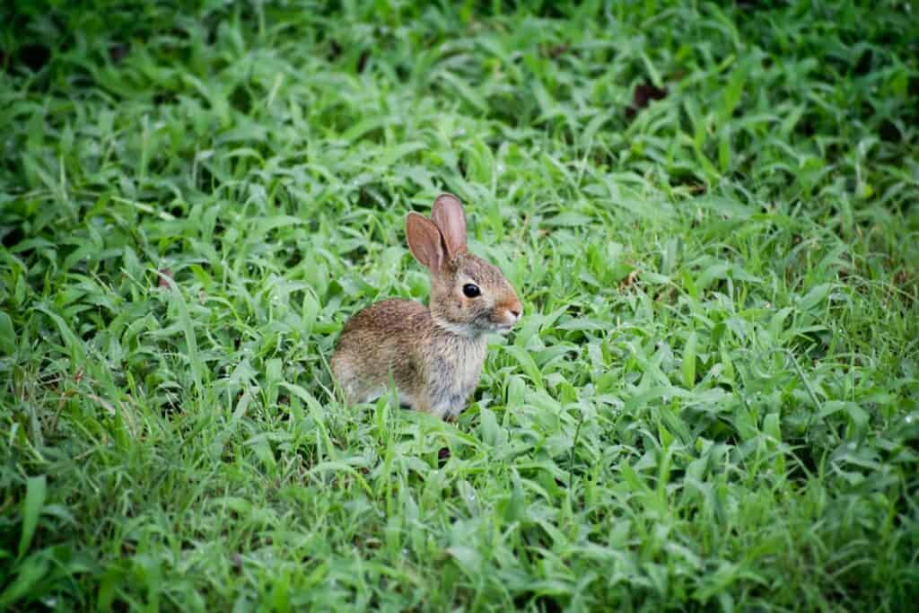 Hase zu Ostern (© unsplash)